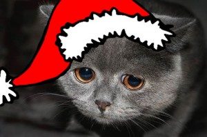 Sad Santa Cat